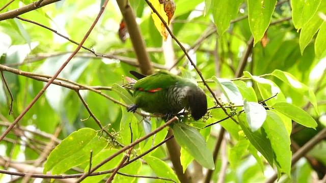 Maroon-tailed Parakeet - ML643224179