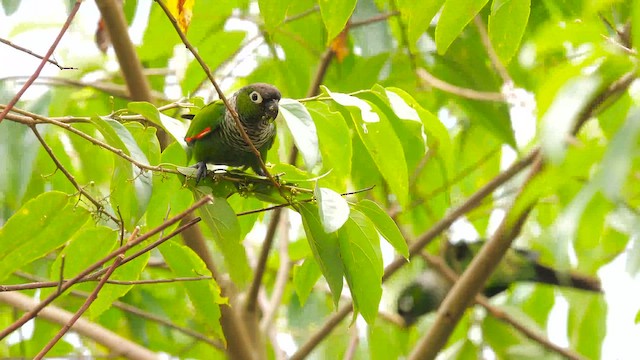 brunhaleparakitt - ML643224180