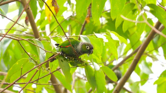 brunhaleparakitt - ML643224181