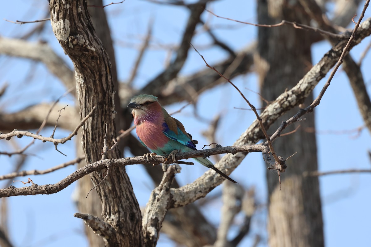 Lilac-breasted Roller - ML643224209