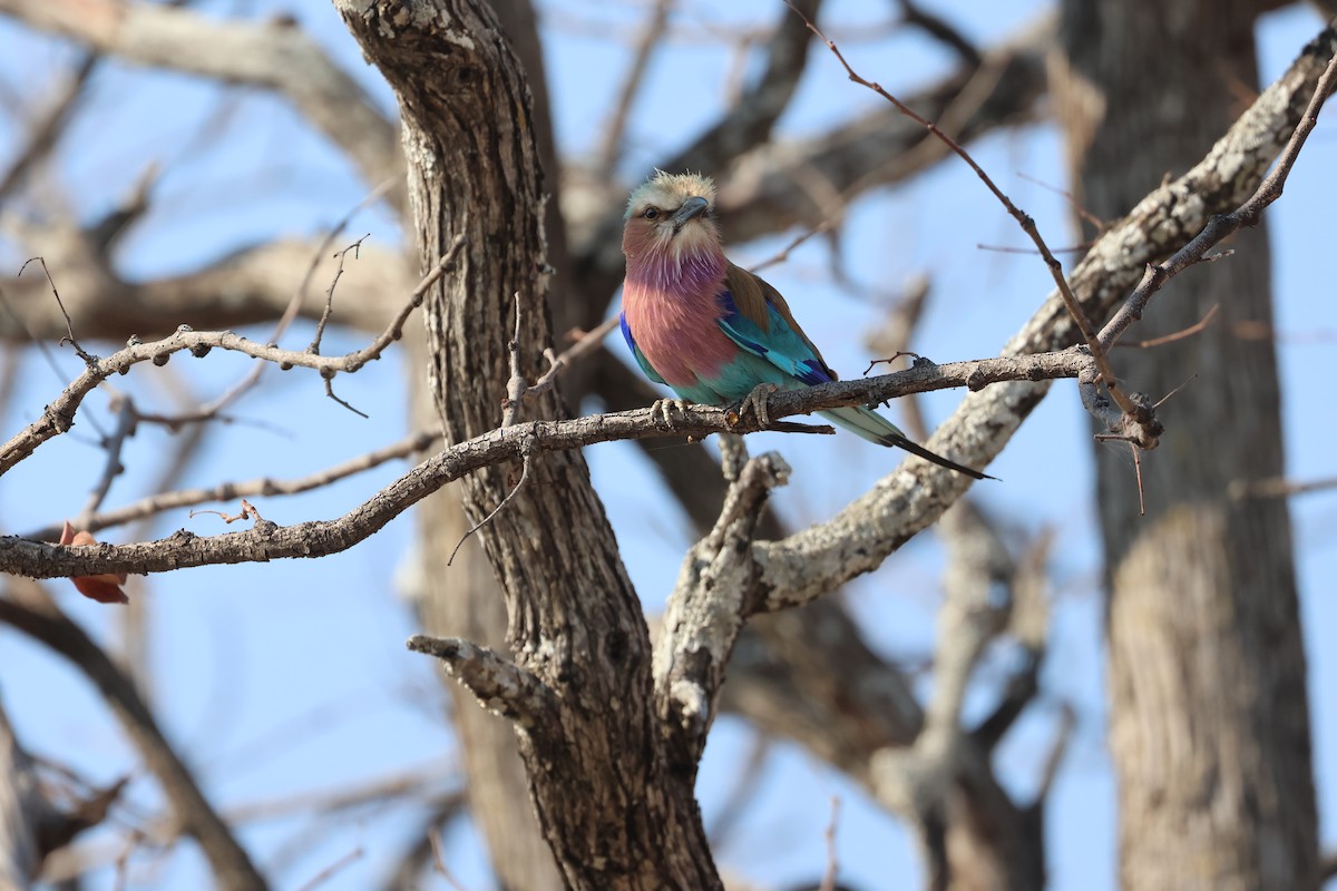 Lilac-breasted Roller - ML643224210