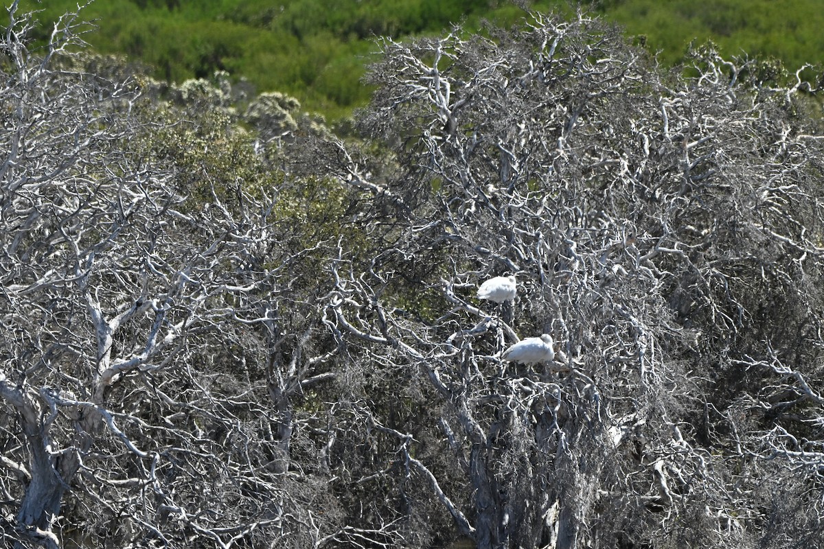 Yellow-billed Spoonbill - ML643224212