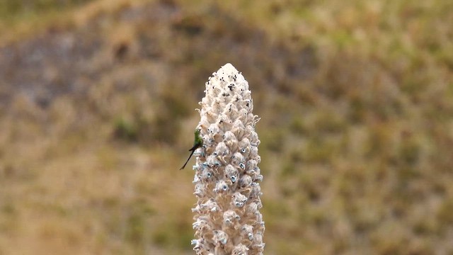 Black-tailed Trainbearer - ML643224214