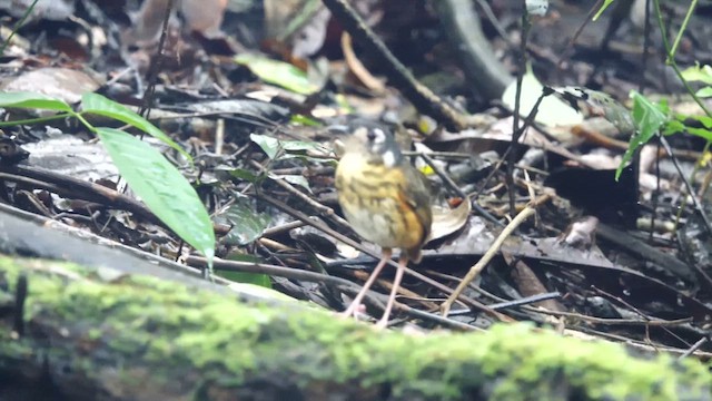 White-lored Antpitta - ML643224217
