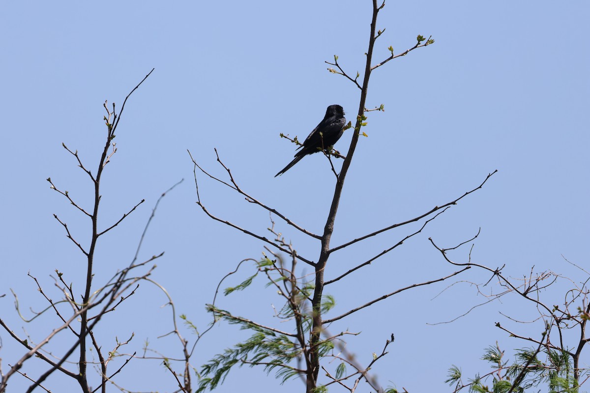 Fork-tailed Drongo - ML643224219