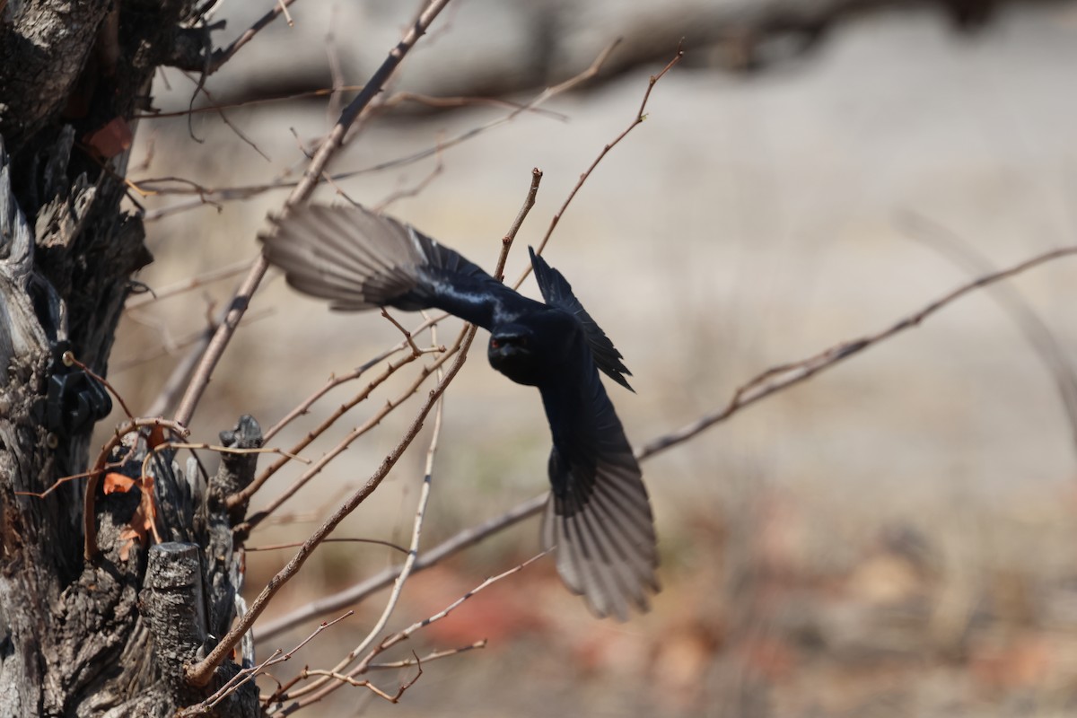 Fork-tailed Drongo - ML643224220