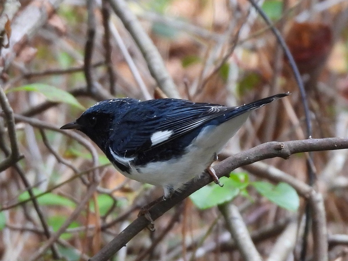 Black-throated Blue Warbler - ML643224222