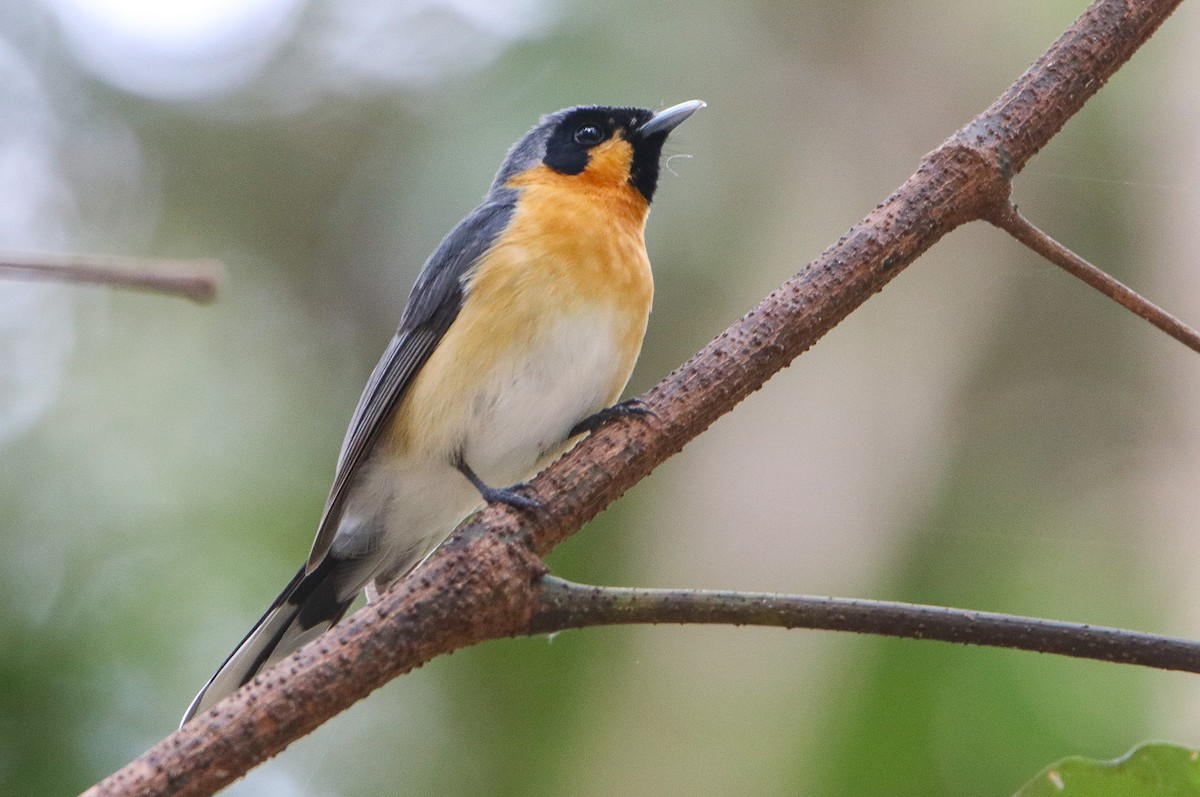 Australian Spectacled Monarch - ML643224223