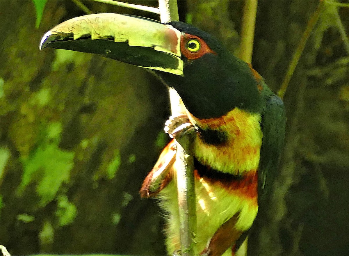 Collared Aracari - ML643224224