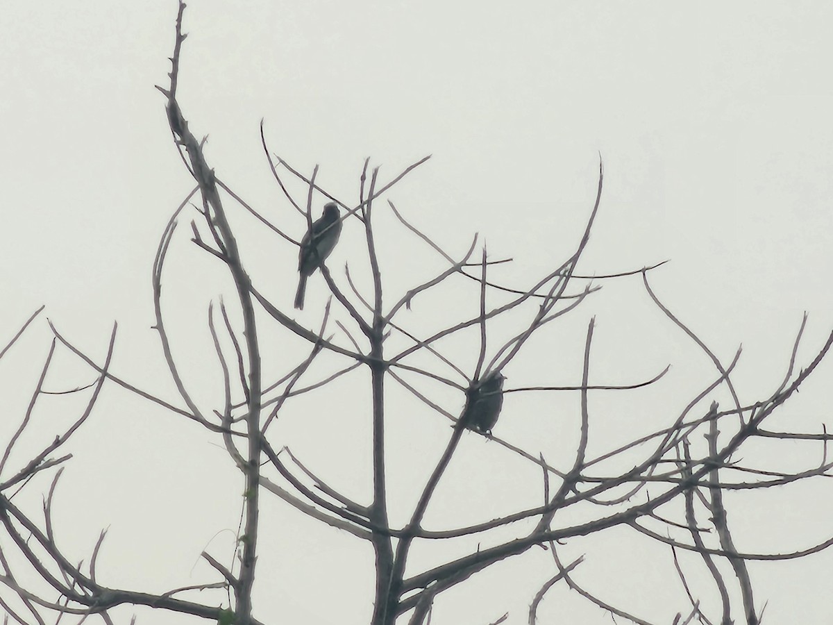 Light-vented Bulbul - ML643224225