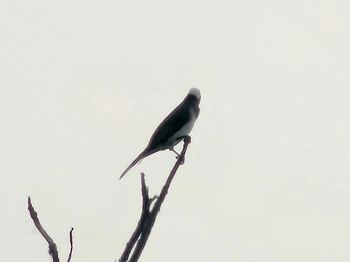 Light-vented Bulbul - ML643224226