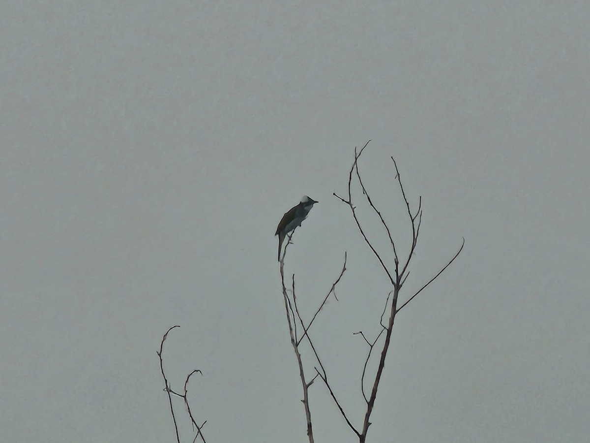 Light-vented Bulbul - ML643224227