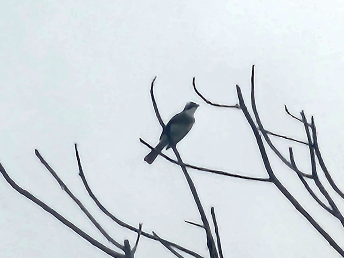 Light-vented Bulbul - ML643224228