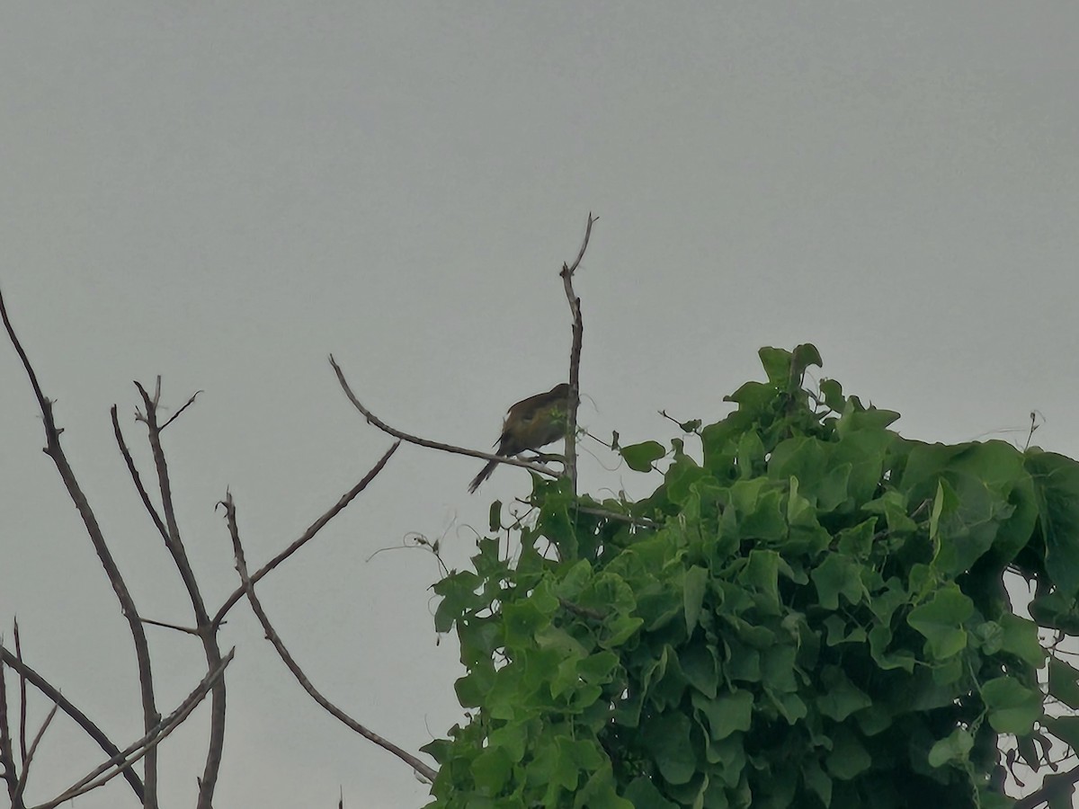 Light-vented Bulbul - ML643224229