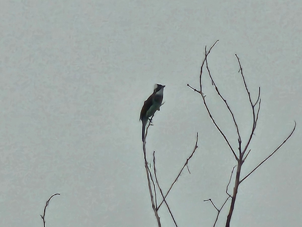 Light-vented Bulbul - ML643224230