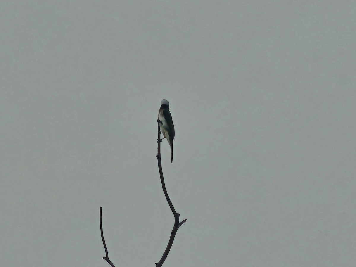 Light-vented Bulbul - ML643224231