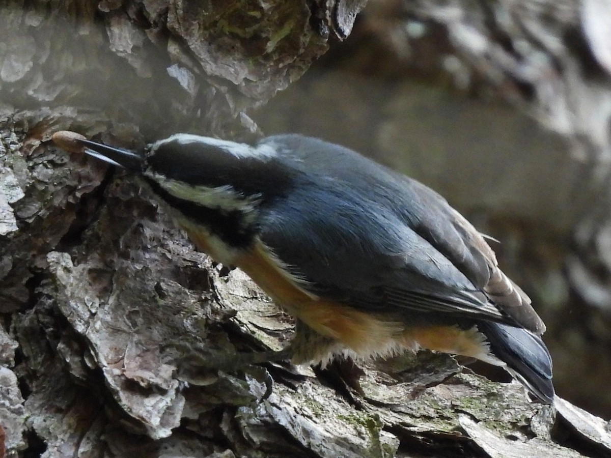 Red-breasted Nuthatch - ML643224232