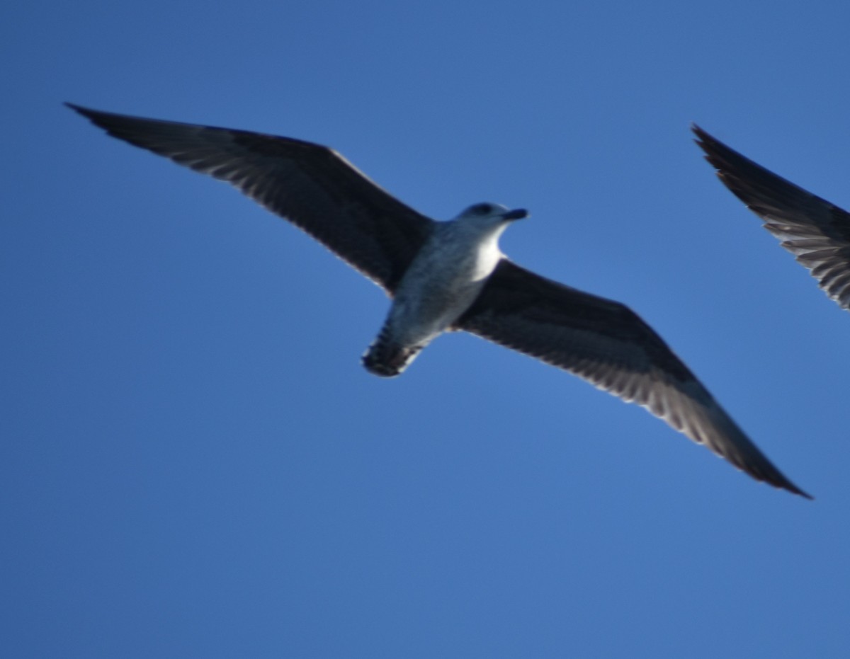 Larus sp. - ML643224235