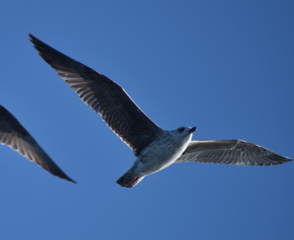 Larus sp. - ML643224236