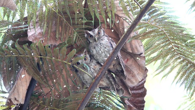 Tropical Screech-Owl - ML643224237
