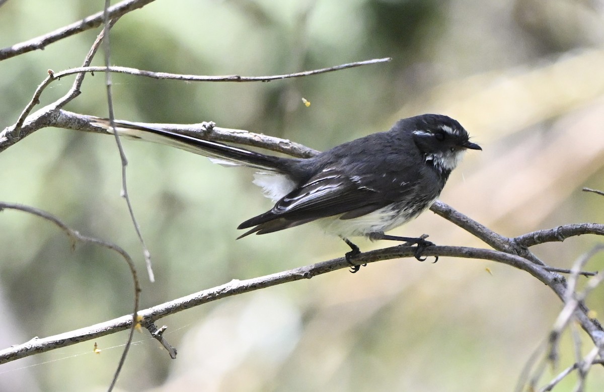 Gray Fantail - ML643224238