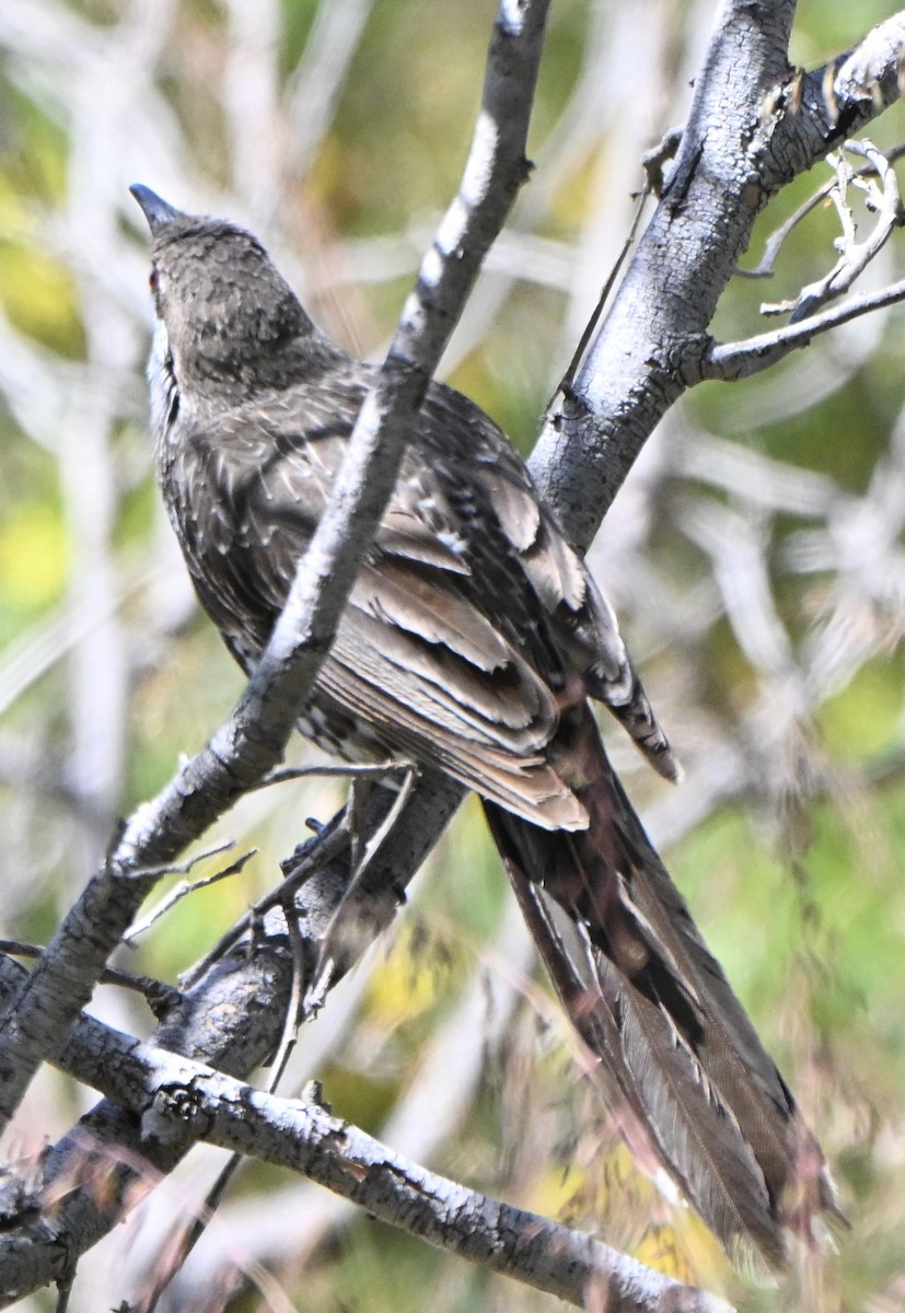 Western Wattlebird - ML643224239