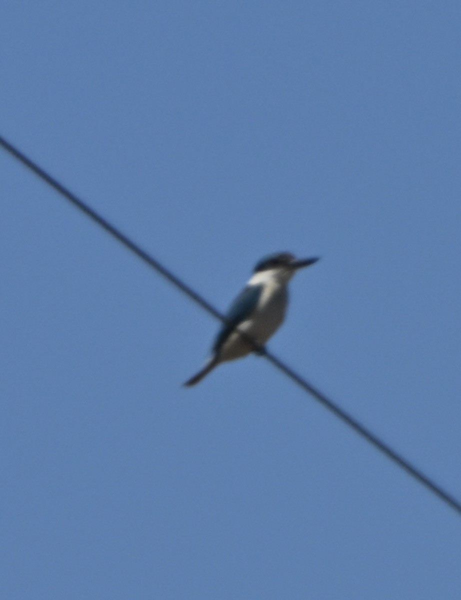 Sacred Kingfisher - ML643224240