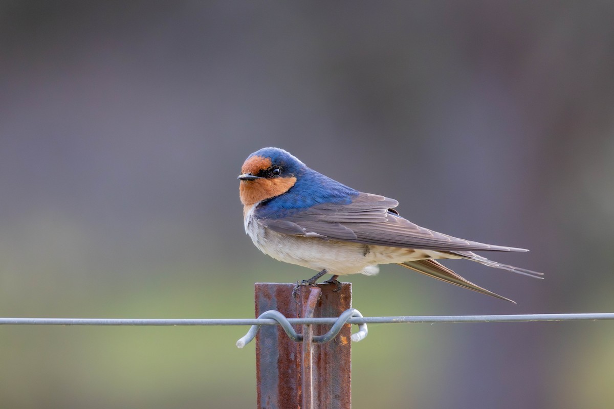 Welcome Swallow - ML643224241