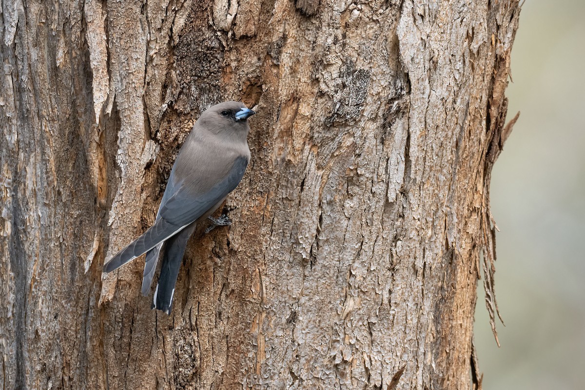 Dusky Woodswallow - ML643224242