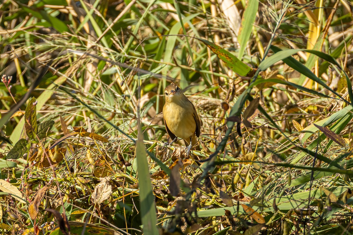 Oriental Reed Warbler - ML643224243
