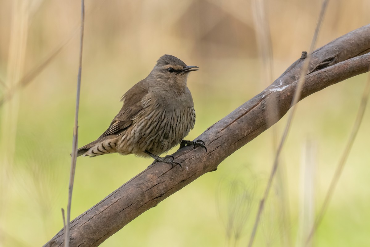 Brown Treecreeper - ML643224244