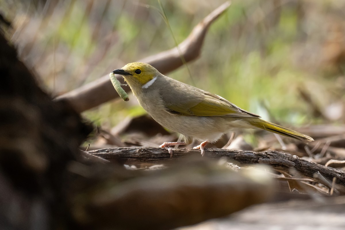 White-plumed Honeyeater - ML643224245