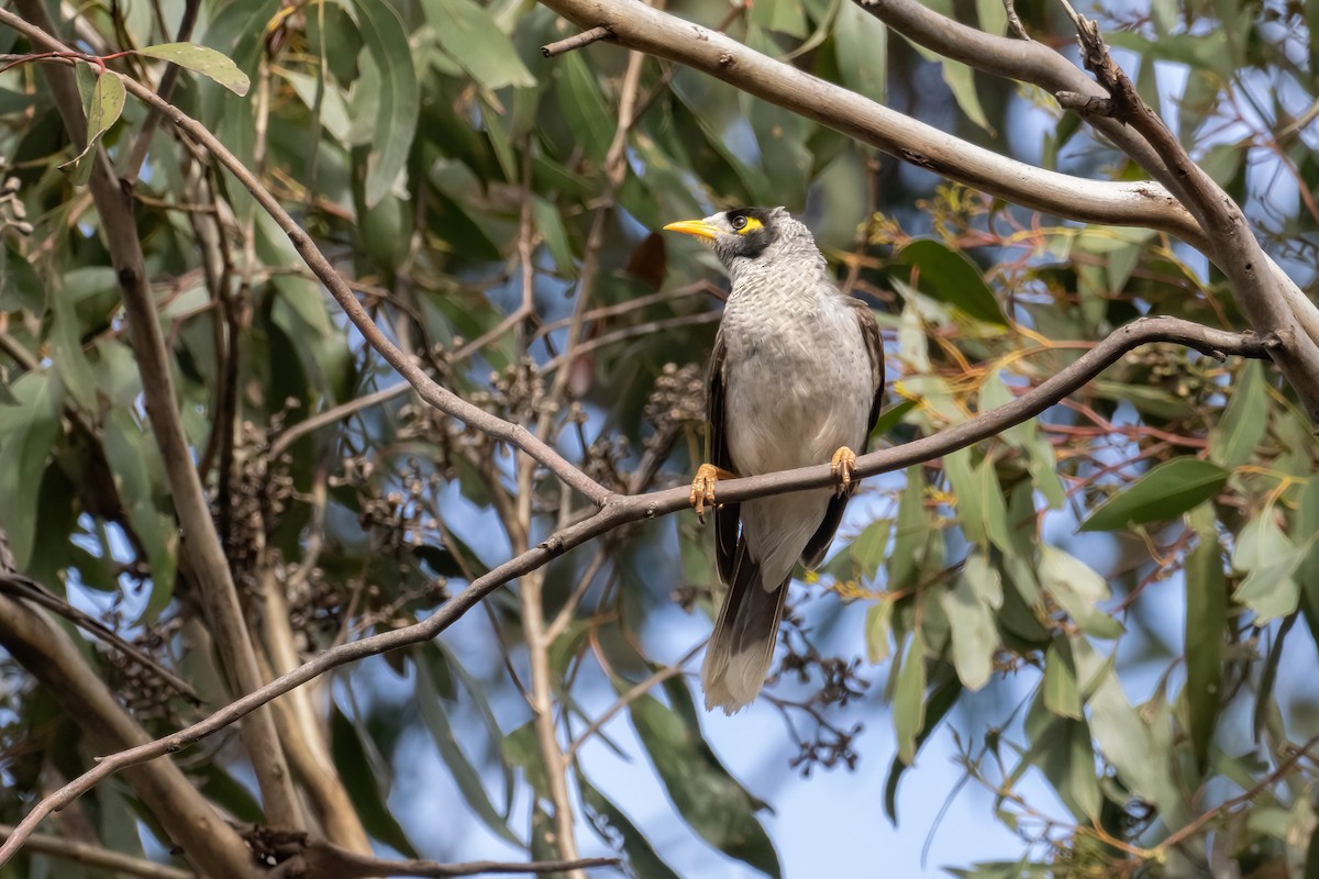 Noisy Miner - ML643224271