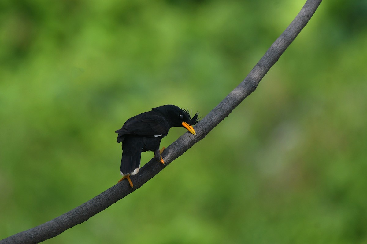 Great Myna - ML643224274