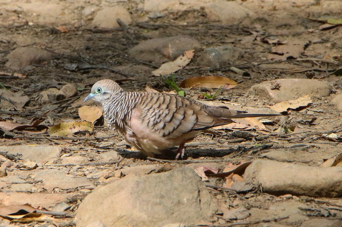Peaceful Dove - ML643224275
