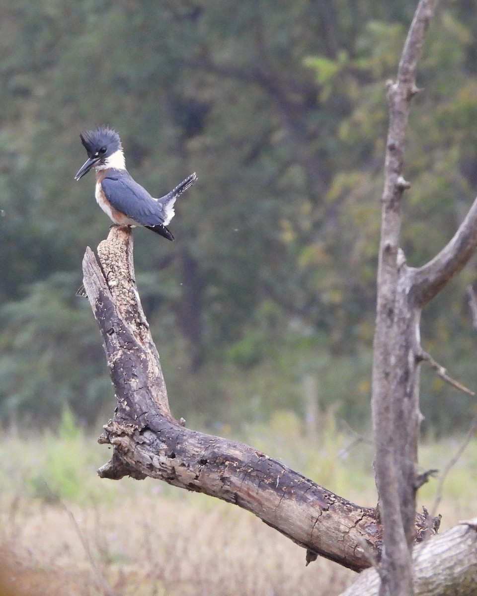 Belted Kingfisher - ML643224278