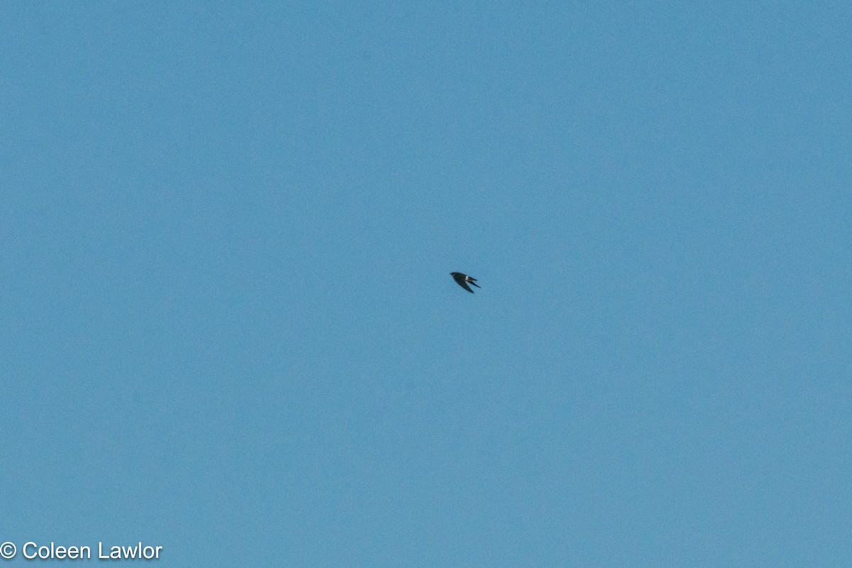 vlaštovka zelená - ML643224280