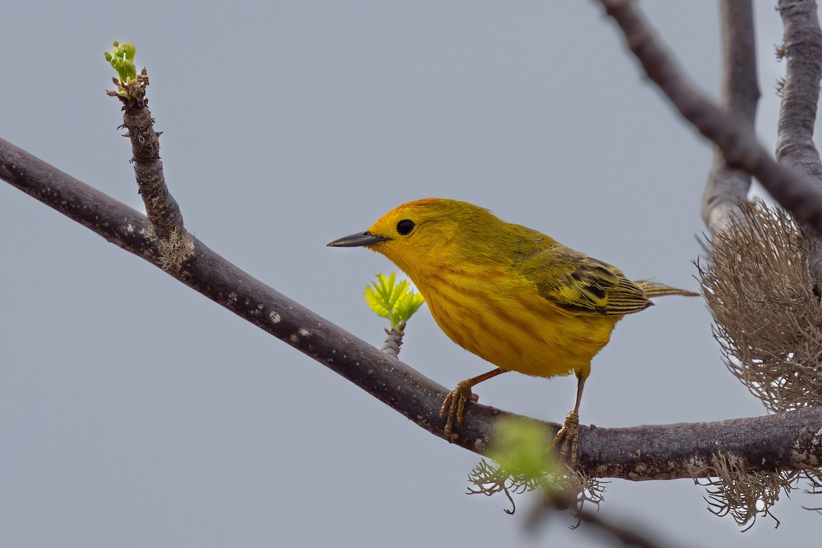 Mangrove Yellow Warbler (Galapagos) - ML643224302