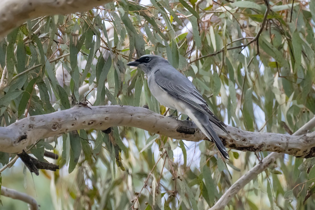 White-bellied Cuckooshrike - ML643224303