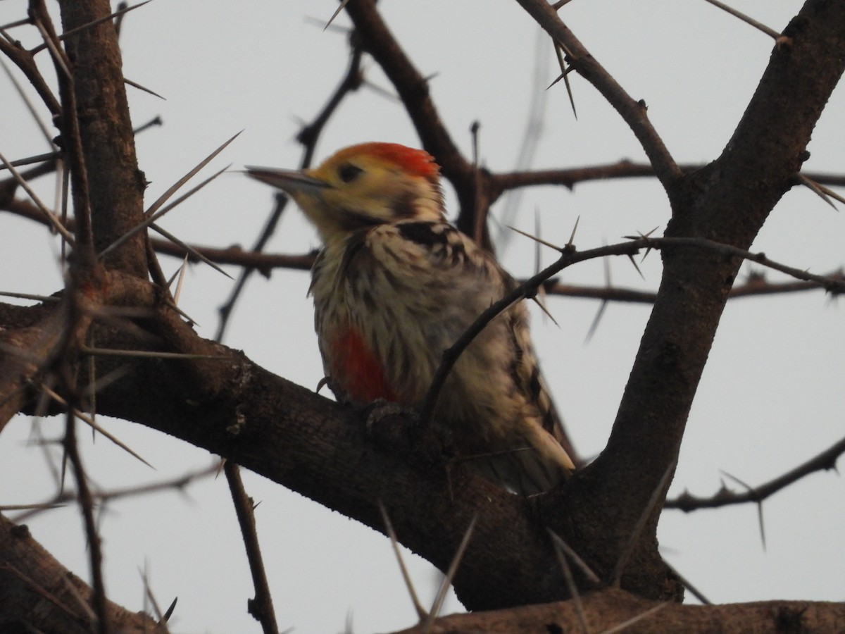 Yellow-crowned Woodpecker - ML643224326