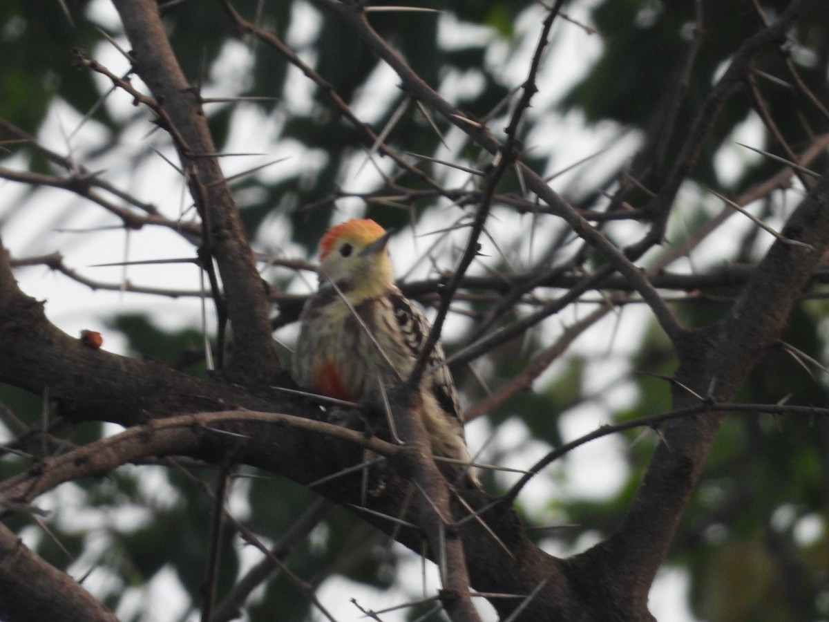 Yellow-crowned Woodpecker - ML643224327