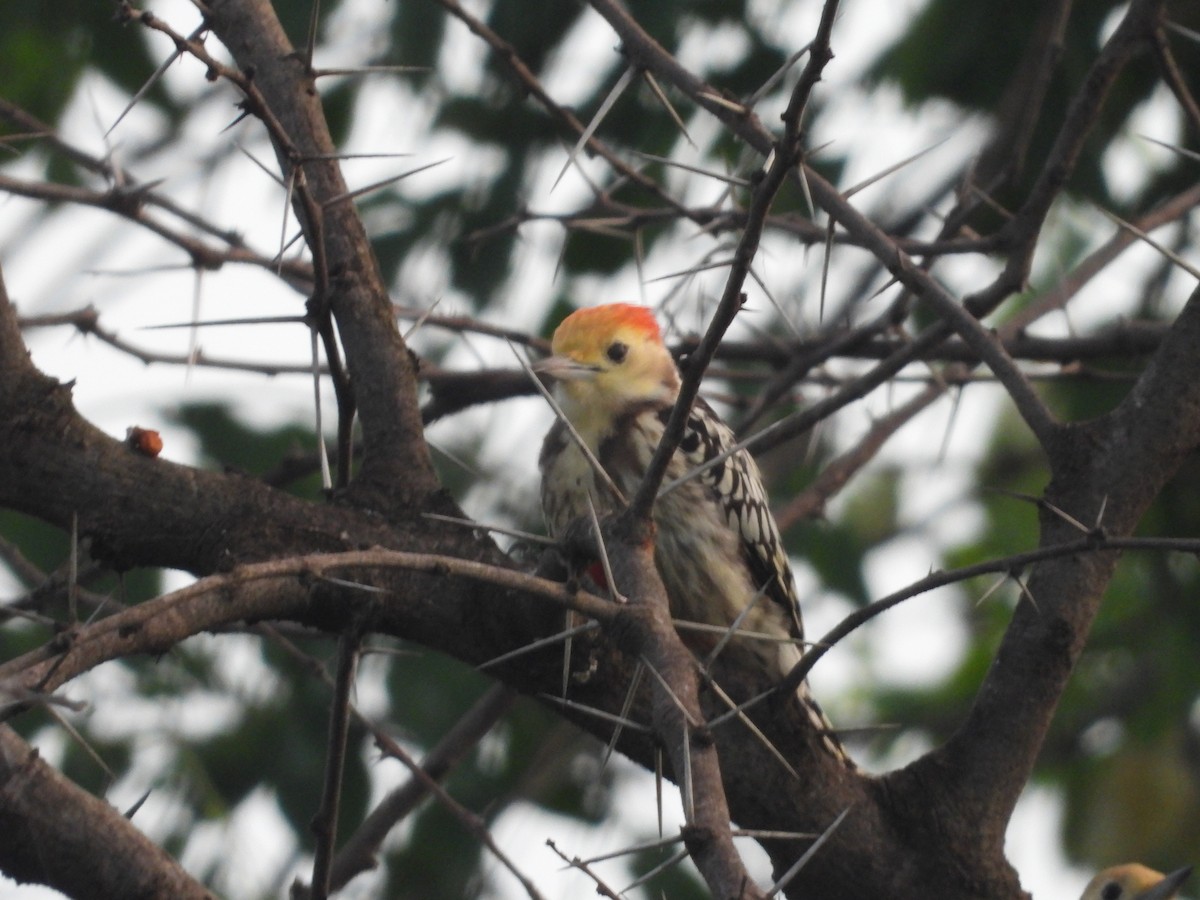 Yellow-crowned Woodpecker - ML643224328