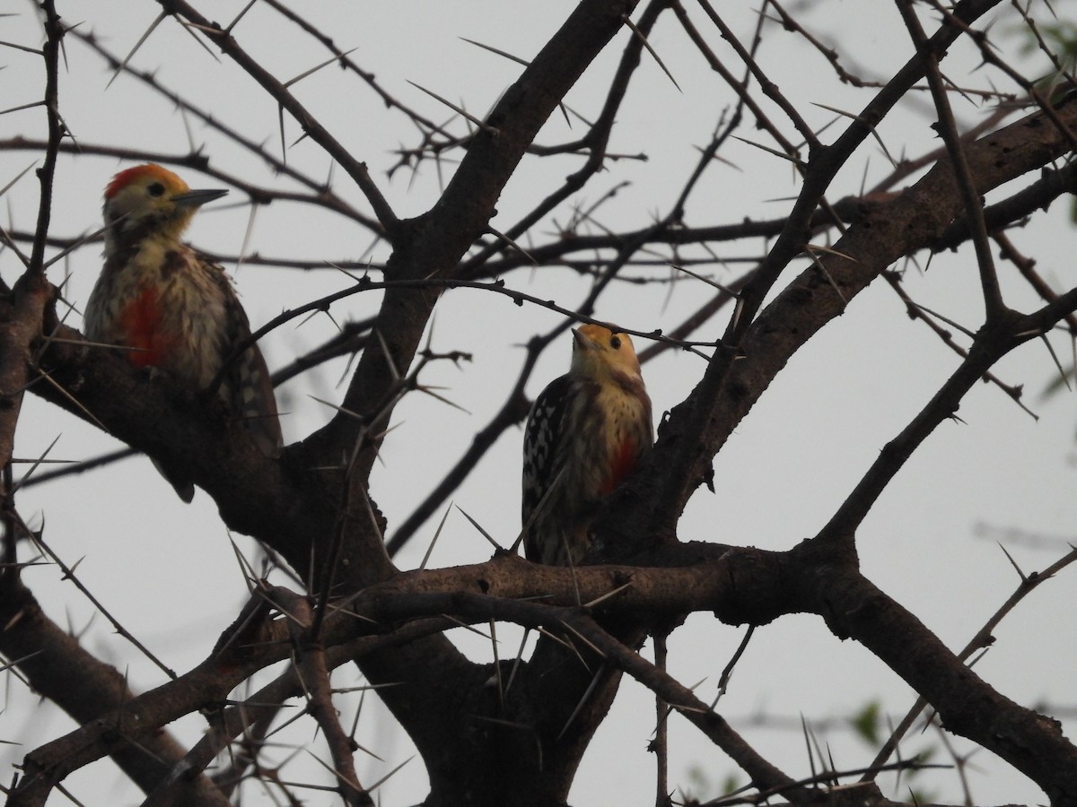 Yellow-crowned Woodpecker - ML643224329