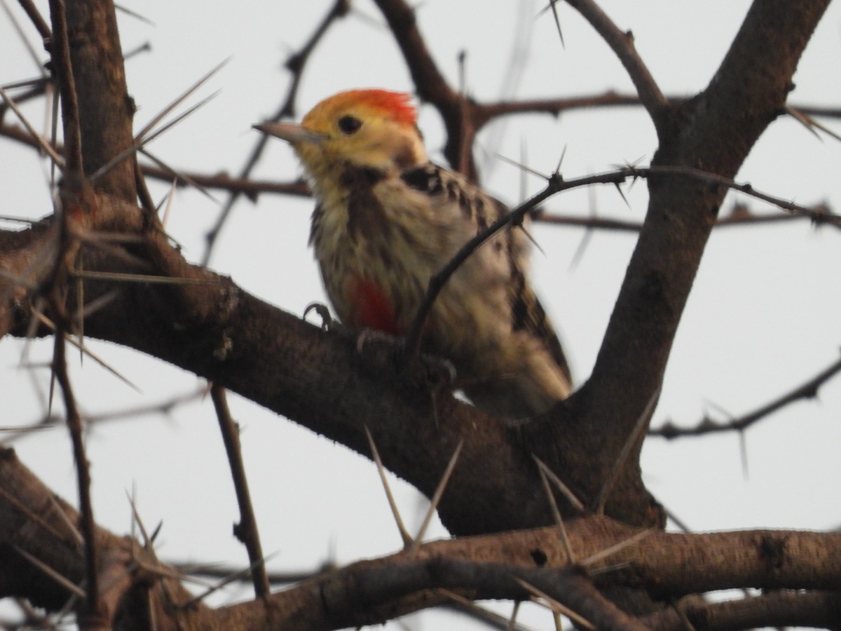Yellow-crowned Woodpecker - ML643224330