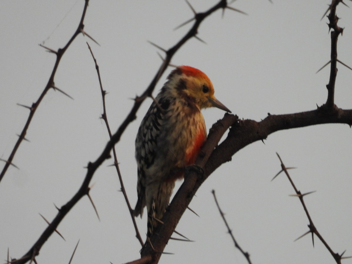 Yellow-crowned Woodpecker - ML643224348