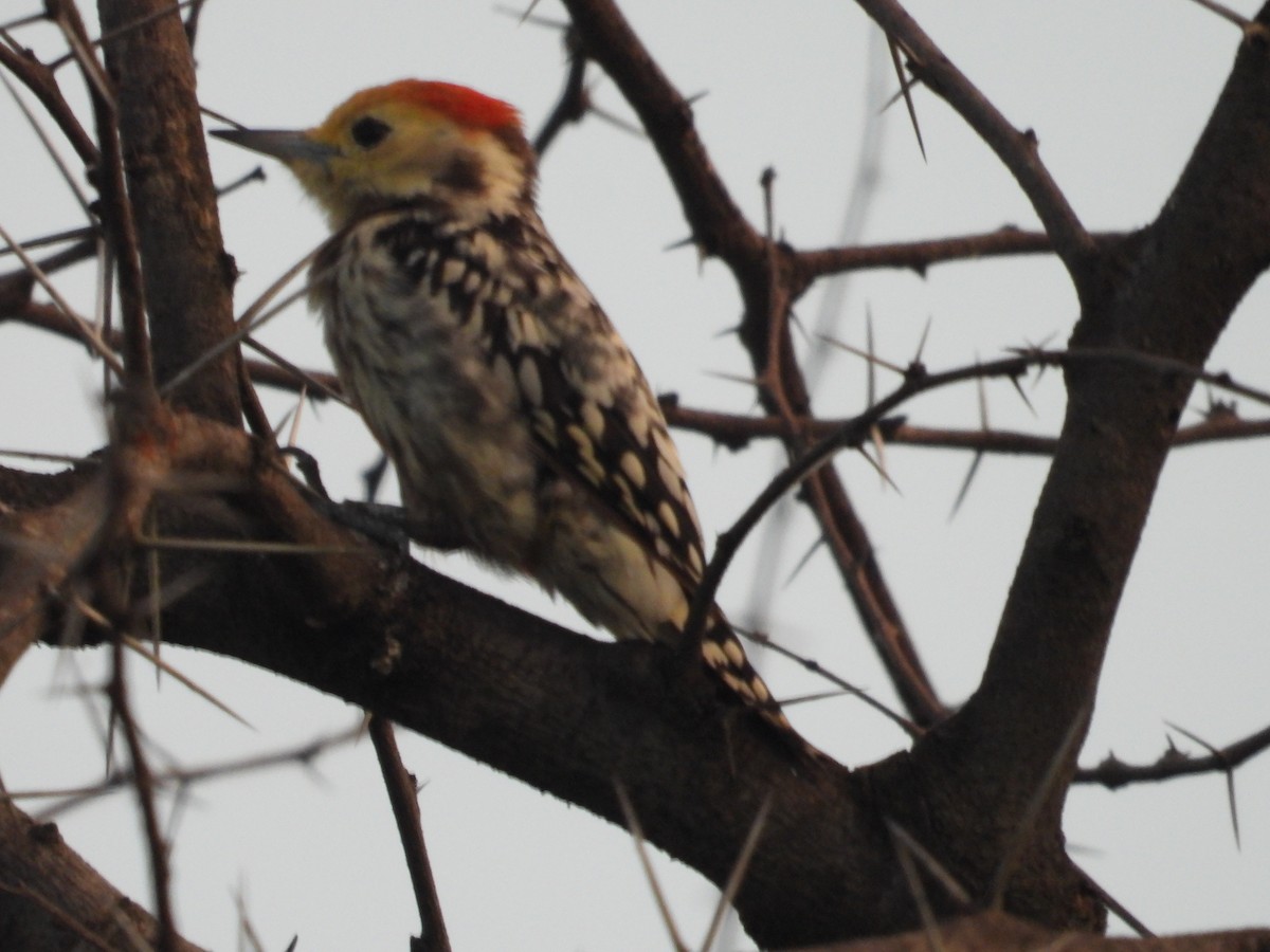Yellow-crowned Woodpecker - ML643224349
