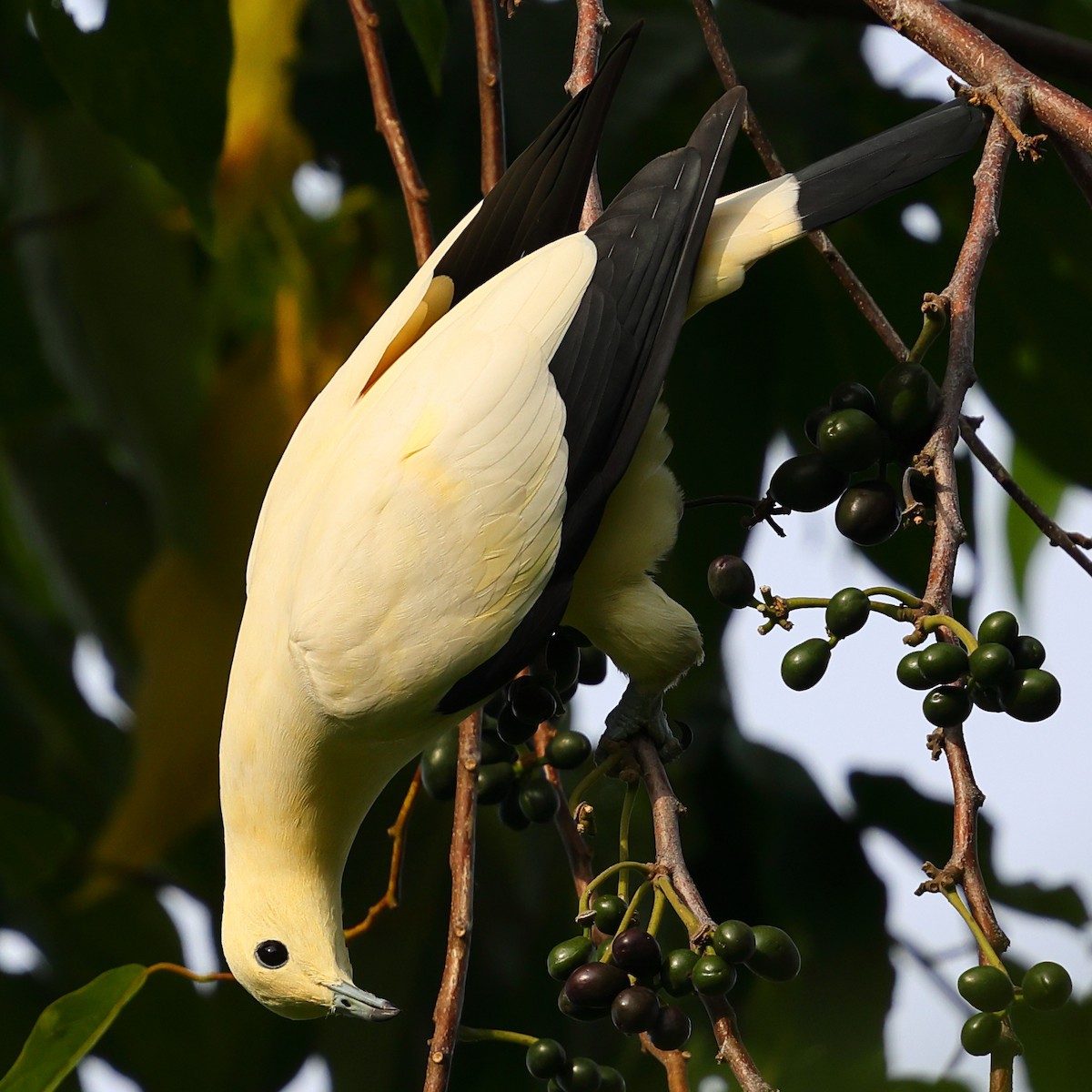 Pied Imperial-Pigeon - ML643224384