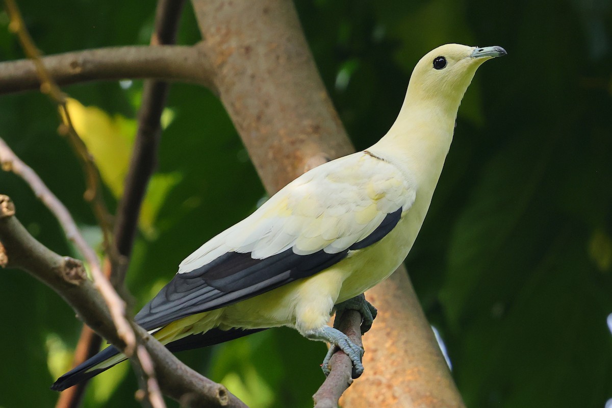 Pied Imperial-Pigeon - ML643224386