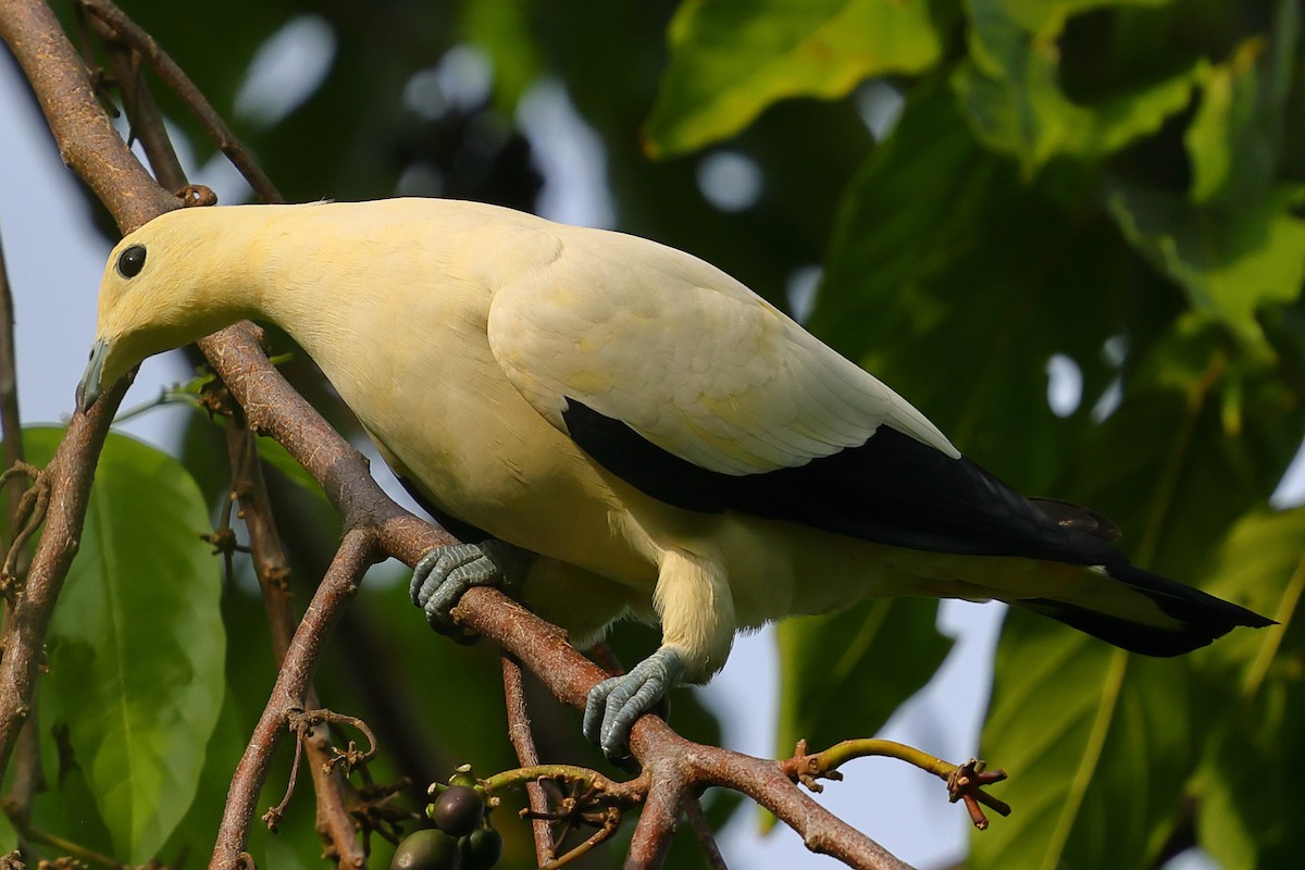 Pied Imperial-Pigeon - ML643224388