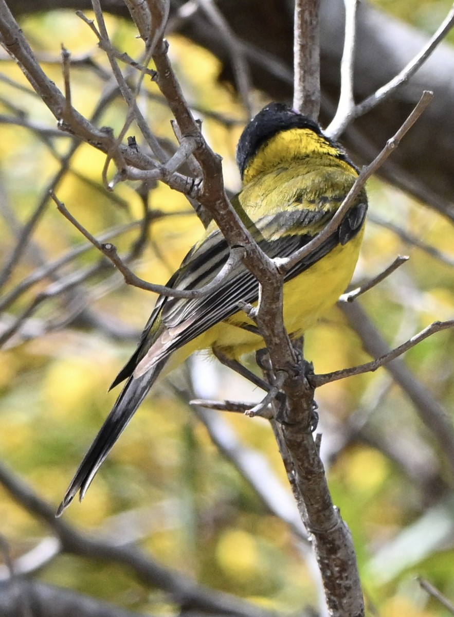Golden Whistler (Western) - ML643224389